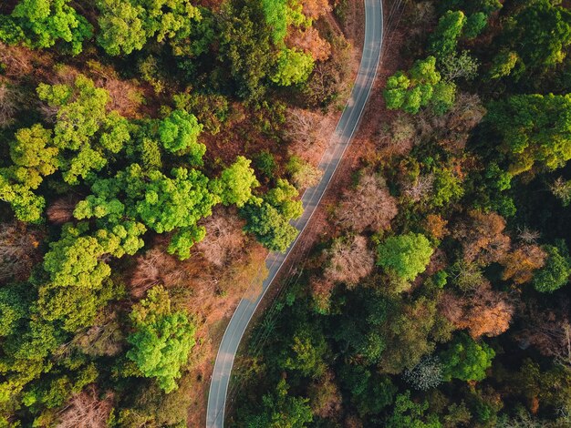 Foglie gialle e verdi, estate nella foresta tropicale