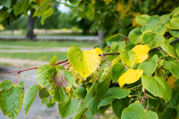 Желтые и зеленые листья на ветке дерева