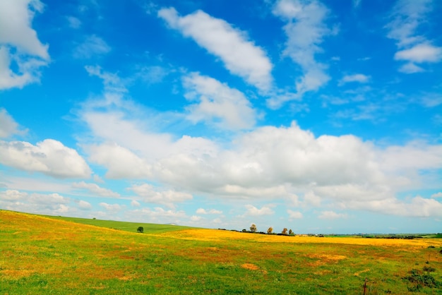 Yellow and green meadow under a cloudy sky