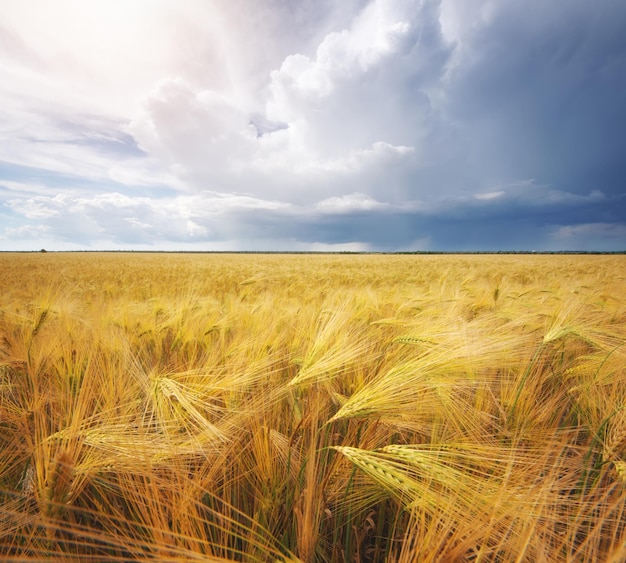 Yellow and green meadow of wheat