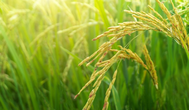 yellow and green rice field agriculture in phitsanulok province