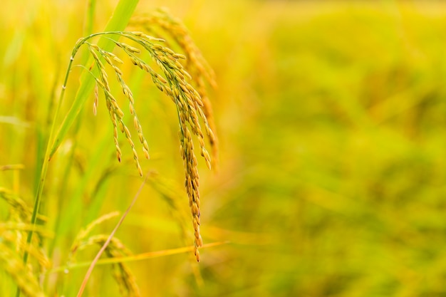 Yellow green rice field