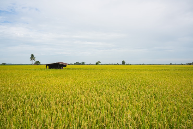 Photo yellow green rice field