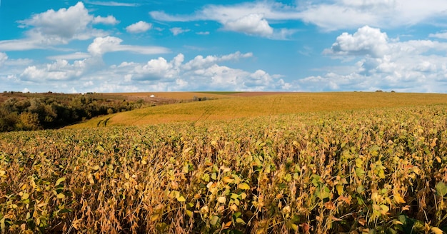 Yellow green soybean field closeup on the front Agricultural landscapes ar autumn