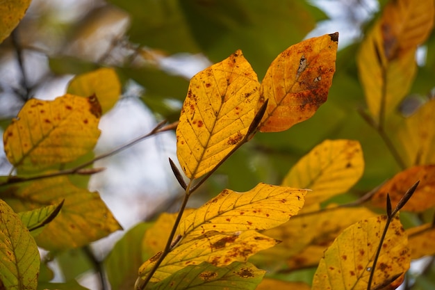  yellow green tree leaves in the nature