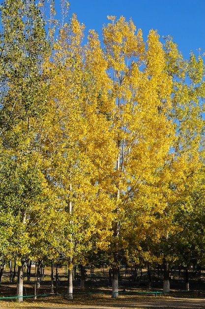 Yellow and green trees in quiet park. Autumn concept. 