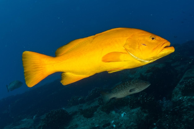 写真 水中 の 魚 の 群れ の 黄色い スイートリップ の グルーパー