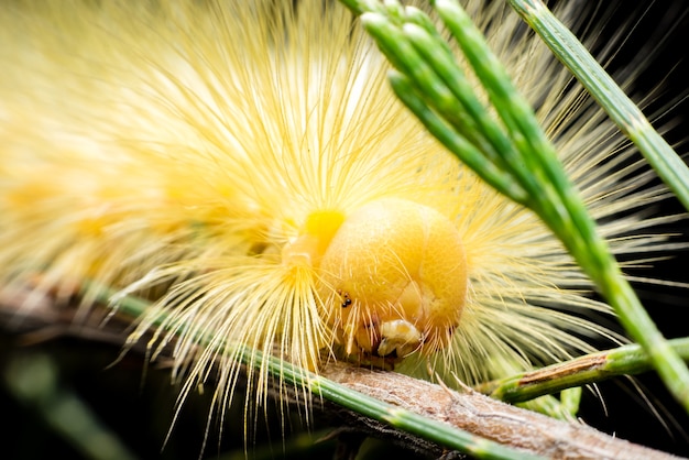 Yellow hairy caterpillar climbing on branch