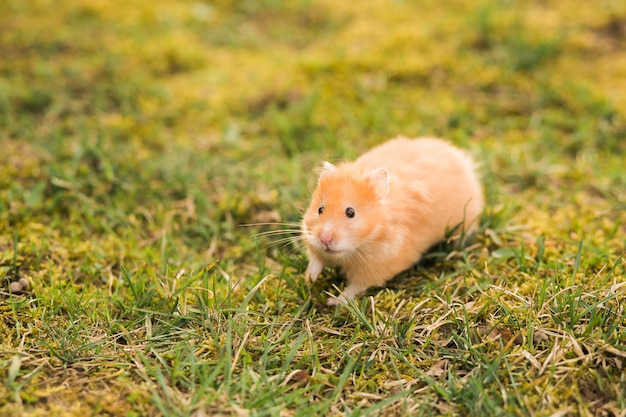 Yellow hamster looking 