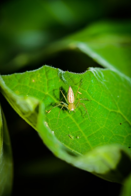 Yellow head spider on a Leaves