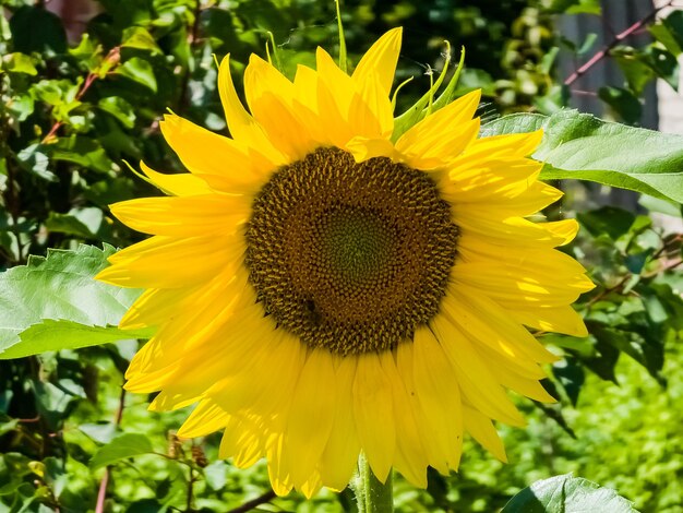 Yellow head of a sunflower Helianthus annuus in a green garden