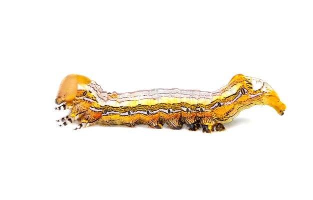 yellow-headed butterfly caterpillars isolated. Animal. Insect.