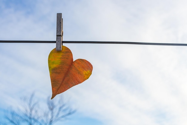 A yellow heartshaped leaf suspended from a clothespin