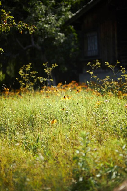 Fiori gialli di heliopsis nel giardino bellissimi fiori gialli