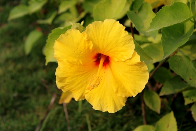 黄色いハイビスカスの花のクローズアップ野生植物