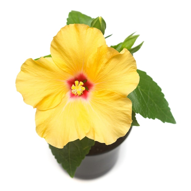 Yellow hibiscus flower in pot isolated on white background