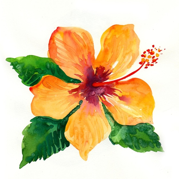 Yellow hibiscus flower. Watercolor painting