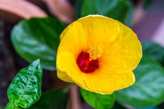 yellow hibiscus flower with green leaf background