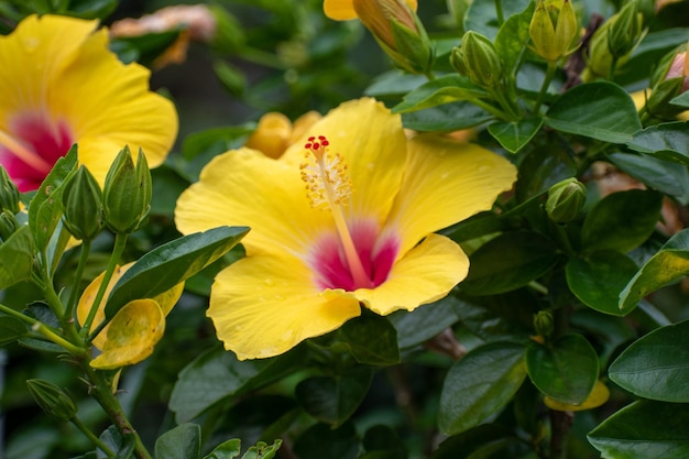 A yellow hibiscus flower with a red center