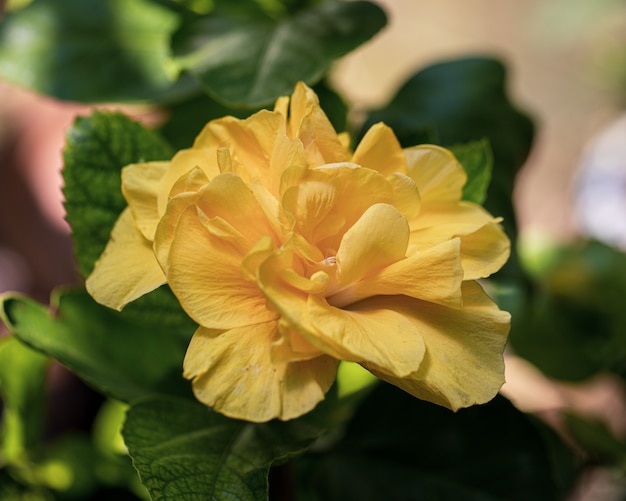 写真 木に咲く黄色いハイビスカスの花