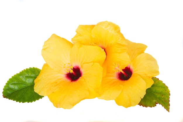 Yellow hibiscus flowesr isolated