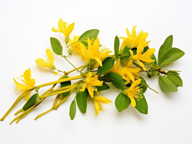 Photo yellow honeysuckle flowers and leaves