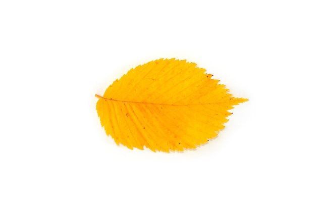 Yellow hornbeam leaf isolated on white background