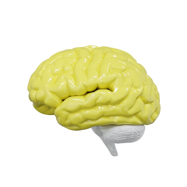 yellow human brain isolated on white background. concept of intelligence brain isolated background.