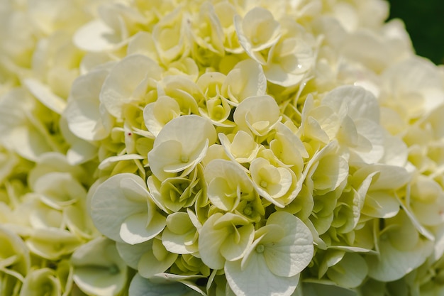 Yellow Hydrangea blooming in nature.