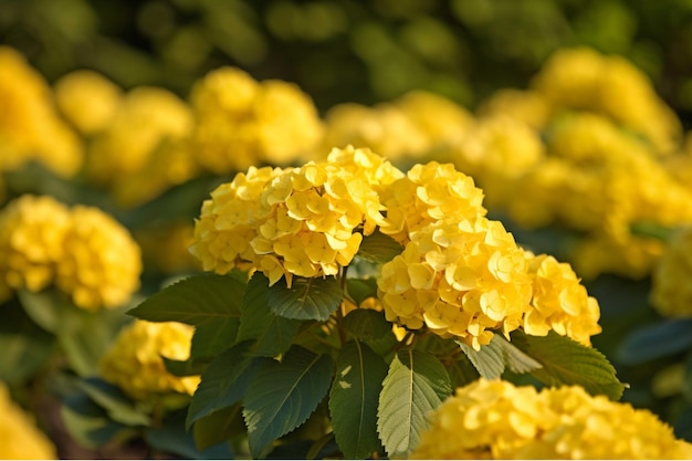 緑の葉を背景に黄色のアジサイの花