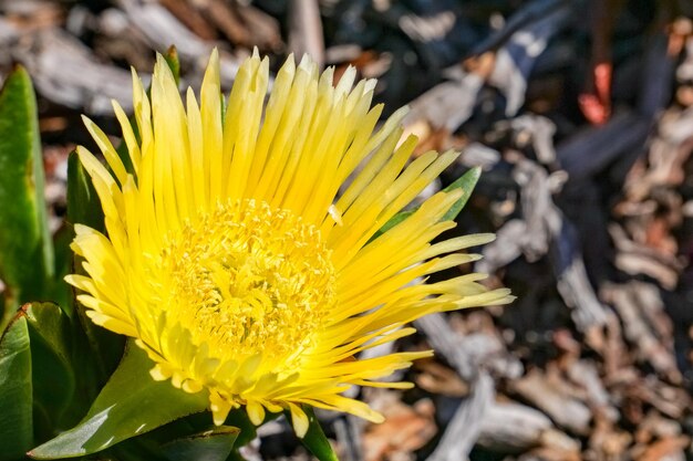 Yellow iceplant flower carpobrotus edulis california