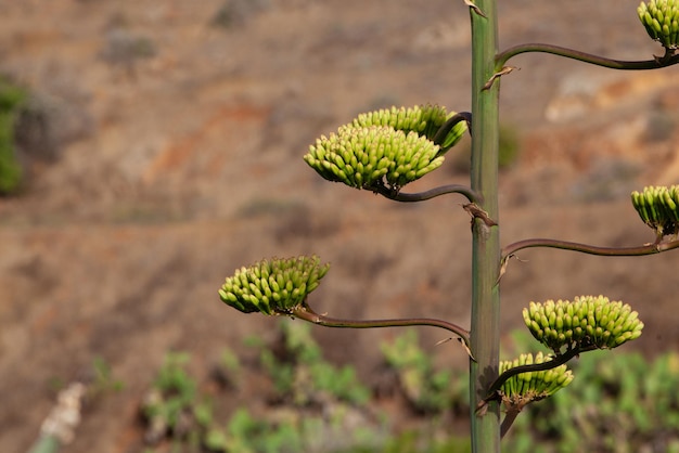 ピテラ植物の黄色い花序