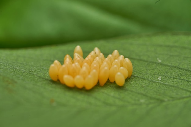 Yellow insect eggs on a green leaf