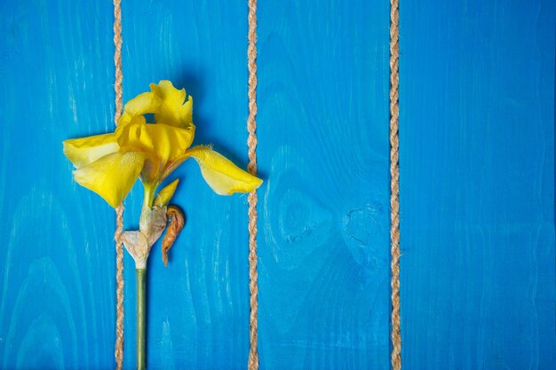 Yellow iris on a blue background