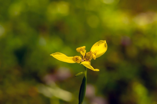 배경이 흐릿한 노란색 홍채 꽃 Trimezia martinicensis