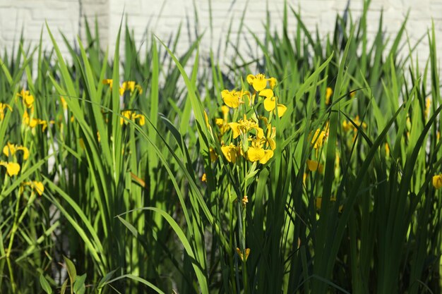 yellow iris flowers on green background with copy space