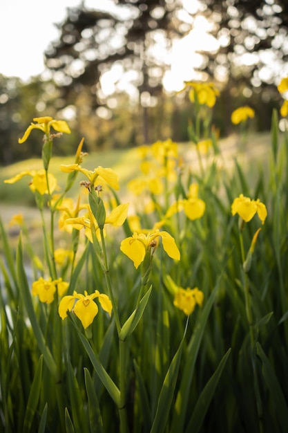 Yellow iris flowers in the park