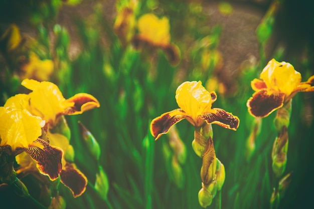 Yellow Iris in the Kitchen garden, UK