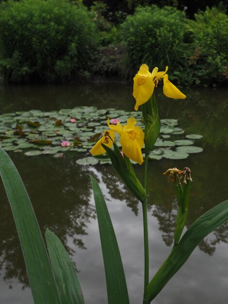 Photo a yellow iris in a pond with water lilies and a lily pad.