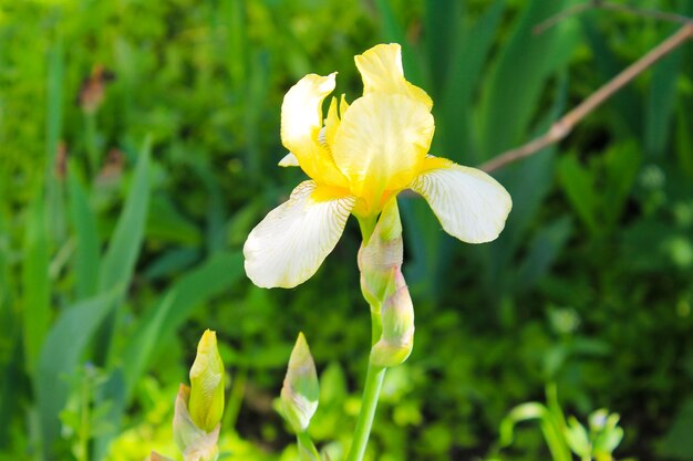 Yellow iris