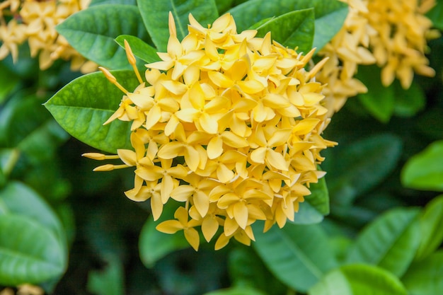 Fiore giallo ixora