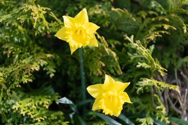 自然の背景に春の自然の黄色い水仙の花