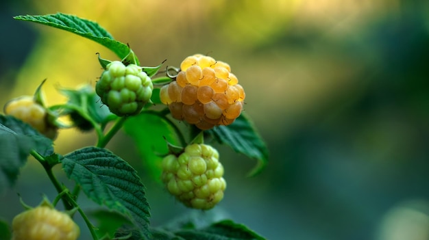 Yellow juicy raspberry on a branch close up