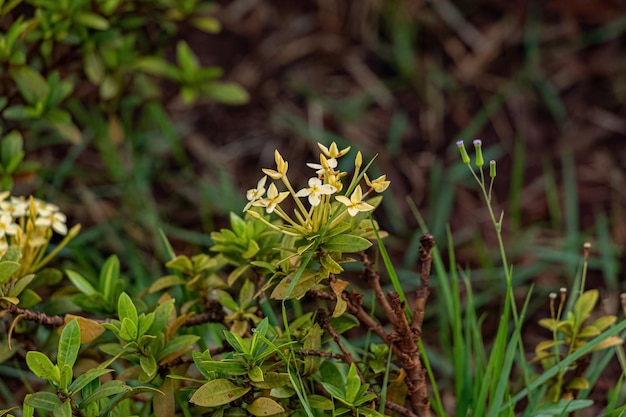 黄色のジャングルの炎の植物の花