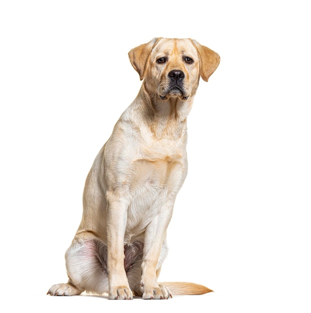 Yellow Labrador dog sitting isolated