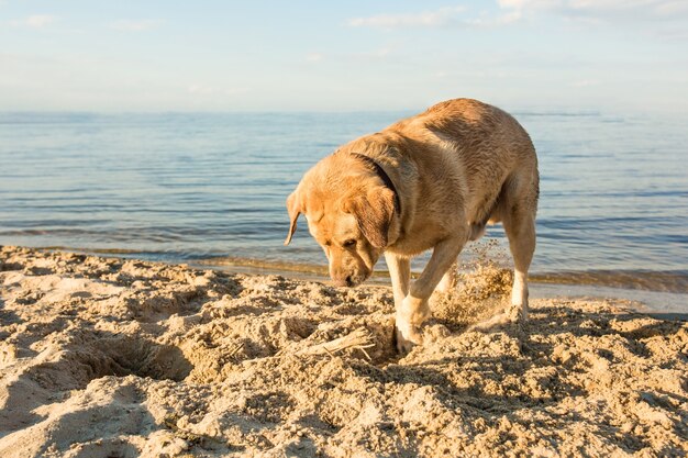 Foto labrador retriever giallo che scava nella sabbia su una spiaggia in una giornata di sole