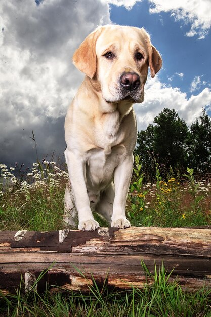 Yellow Labrador Retriever on green forest meadow