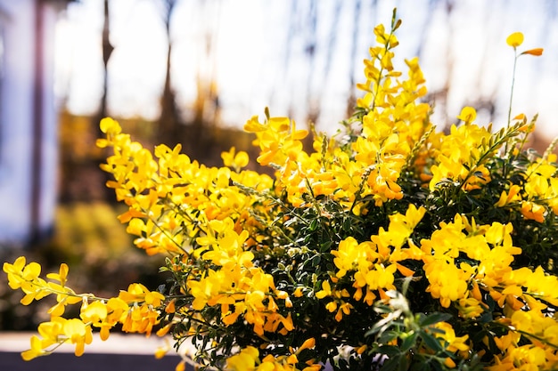 Yellow laburnum flowers