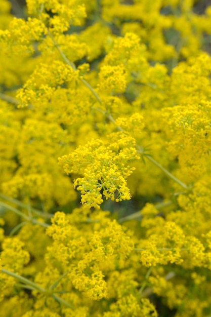 Galium verum селективный фокус и диффузный фон это разветвленное многолетнее растение встречается на сухих лугах, растущих дико в Македонии