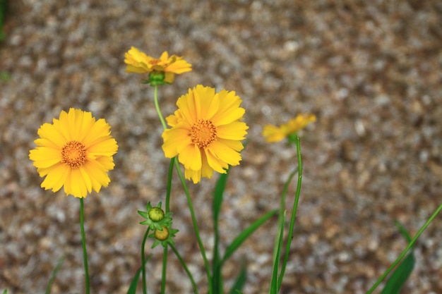 Цветы Yellow Lanceleaf Coreopsis Coreopsis lanceolata L в саду с размытым гравийным фоном